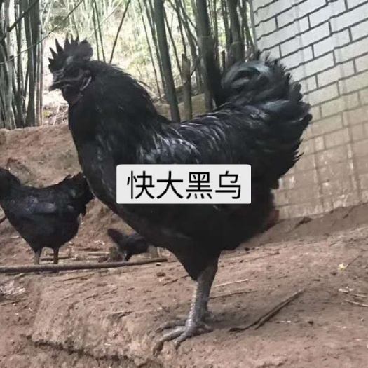 广州乌黑鸡苗 快大黑乌