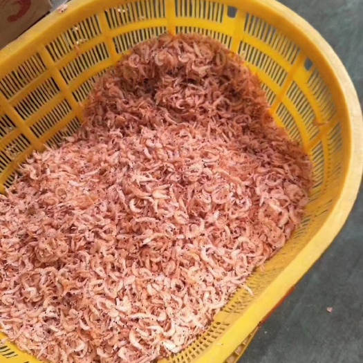 东港市南极磷虾 南极磷虾干