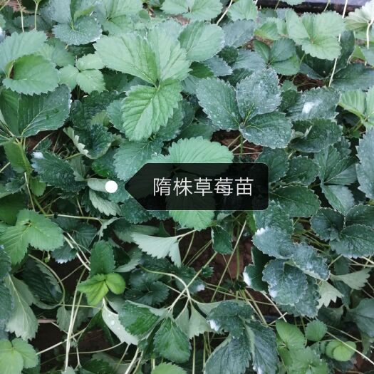 泰安隋珠草莓苗 草莓种苗隋株 香野穴盘苗地栽苗