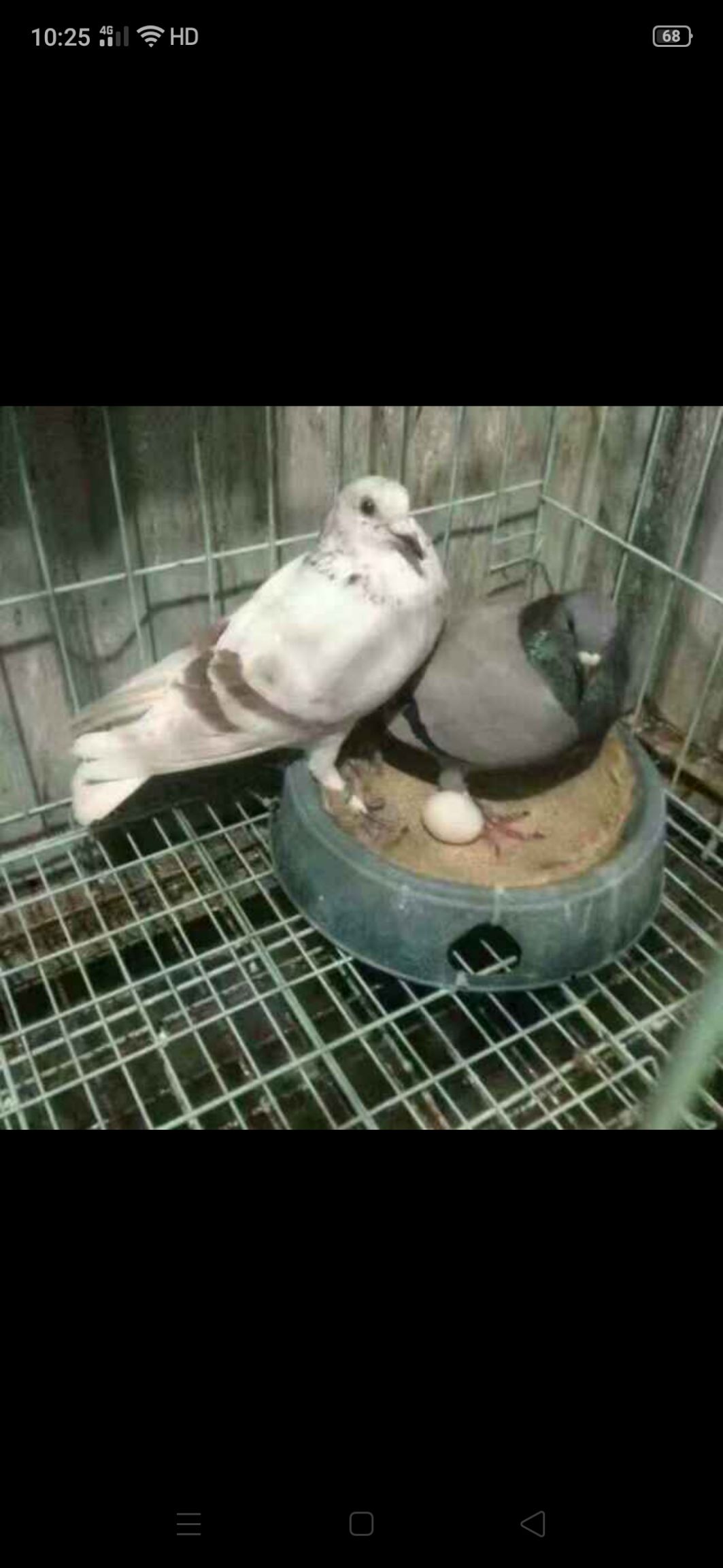 肉鸽蛋 食用 礼盒装