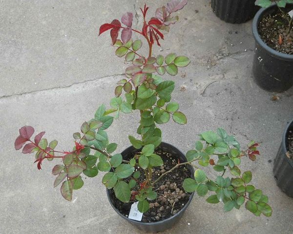 沭阳县 欧月种植基地大量供应
