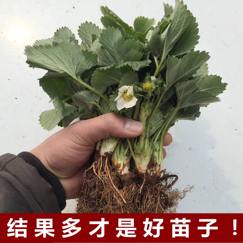  草莓苗带土盆栽四季地栽脱毒奶油红颜草莓苗室内阳台种植当年结果