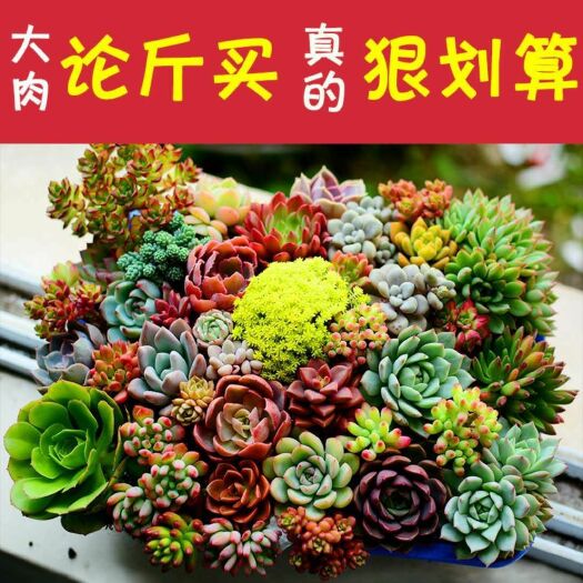  【超豪華多肉】精品多肉 大顆多肉植物桃蛋玉露綠植花