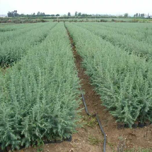 涟水县 雪松树苗小苗庭院盆栽地栽绿化树苗南方北方种植黑松树苗四季常