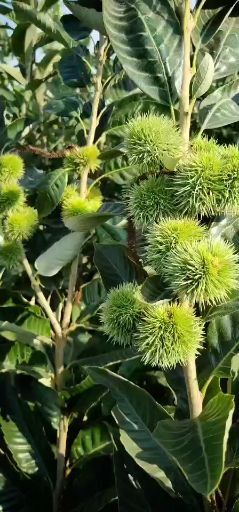 平邑县大红袍板栗苗 大红袍板栗，蒙山油栗，嫁接成品苗，当年挂果，丰产，包邮包成活
