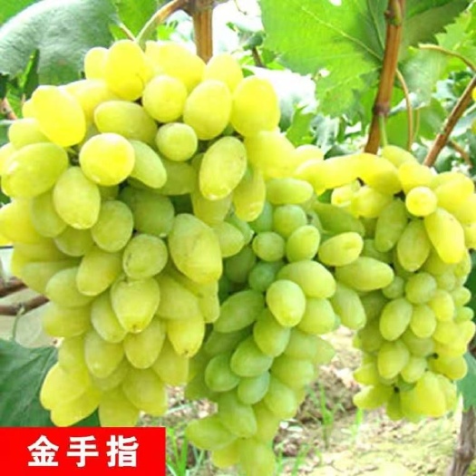 平邑县 美人指葡萄苗 基地直供 死苗补发 保证品种 量大优惠
