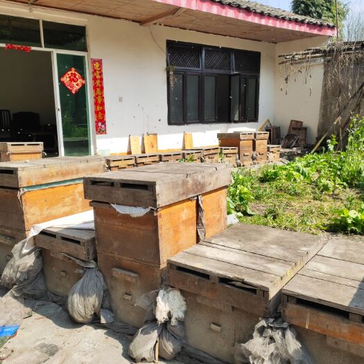 崇州市蜜蜂意蜂全部打包100箱出售