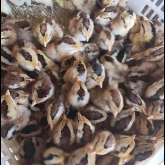 广州麻鸡苗  清远麻母苗,清远麻1.5号项鸡苗,小麻母
苗