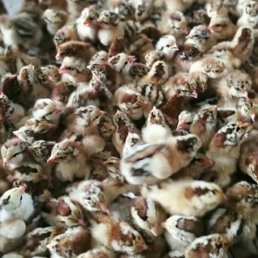 广州 良凤花鸡苗 大种肉鸡苗 出壳苗活体 诚信经营 包邮