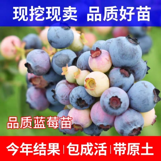 平邑县 薄雾蓝莓苗基地培养适合南北方种植保湿发货带土发货质量保证