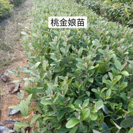 广州 大量桃金娘苗批发（营养杯苗）桃金娘苗基地批发（桃金娘苗）