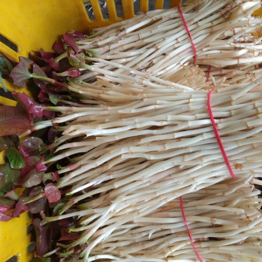 成都 鱼腥草嫩芽   香脆嫩 深得消费者好评 全国独有 商家的