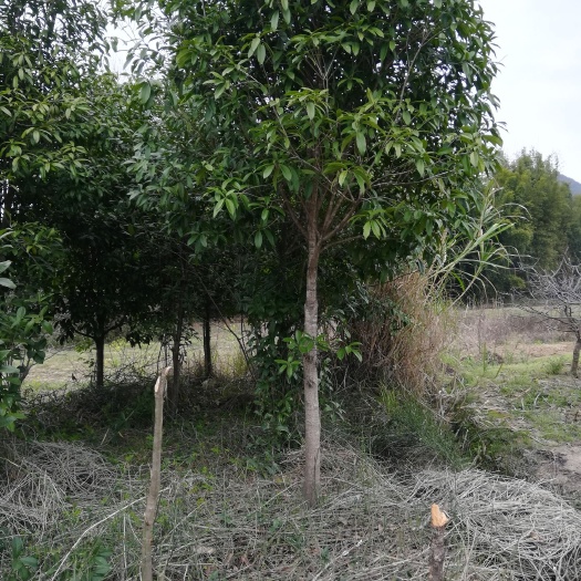 恭城县桂花树八月金桂四季桂