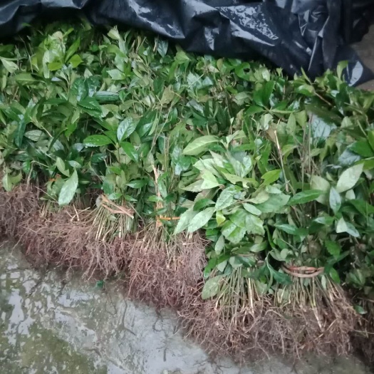 剑河县草珊瑚