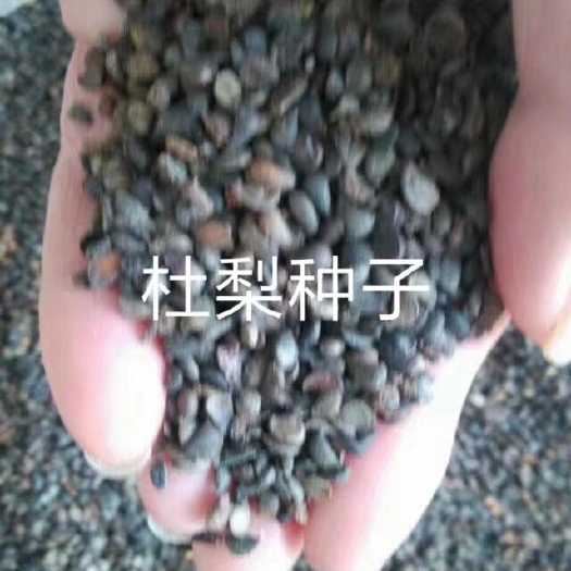 辛集市杜梨种子，保出芽率的种子，好种子才育出好苗子！