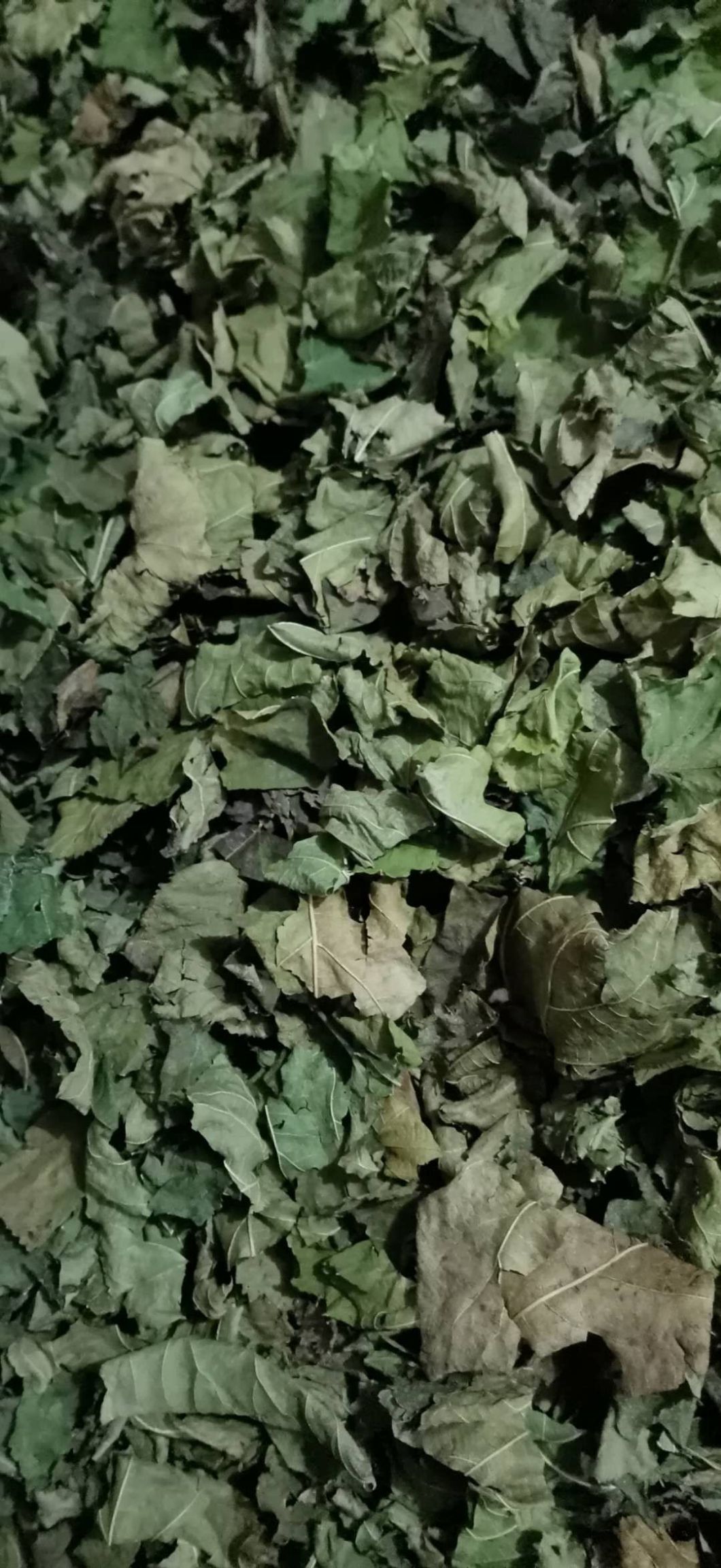 亳州人工采摘霜后桑叶
