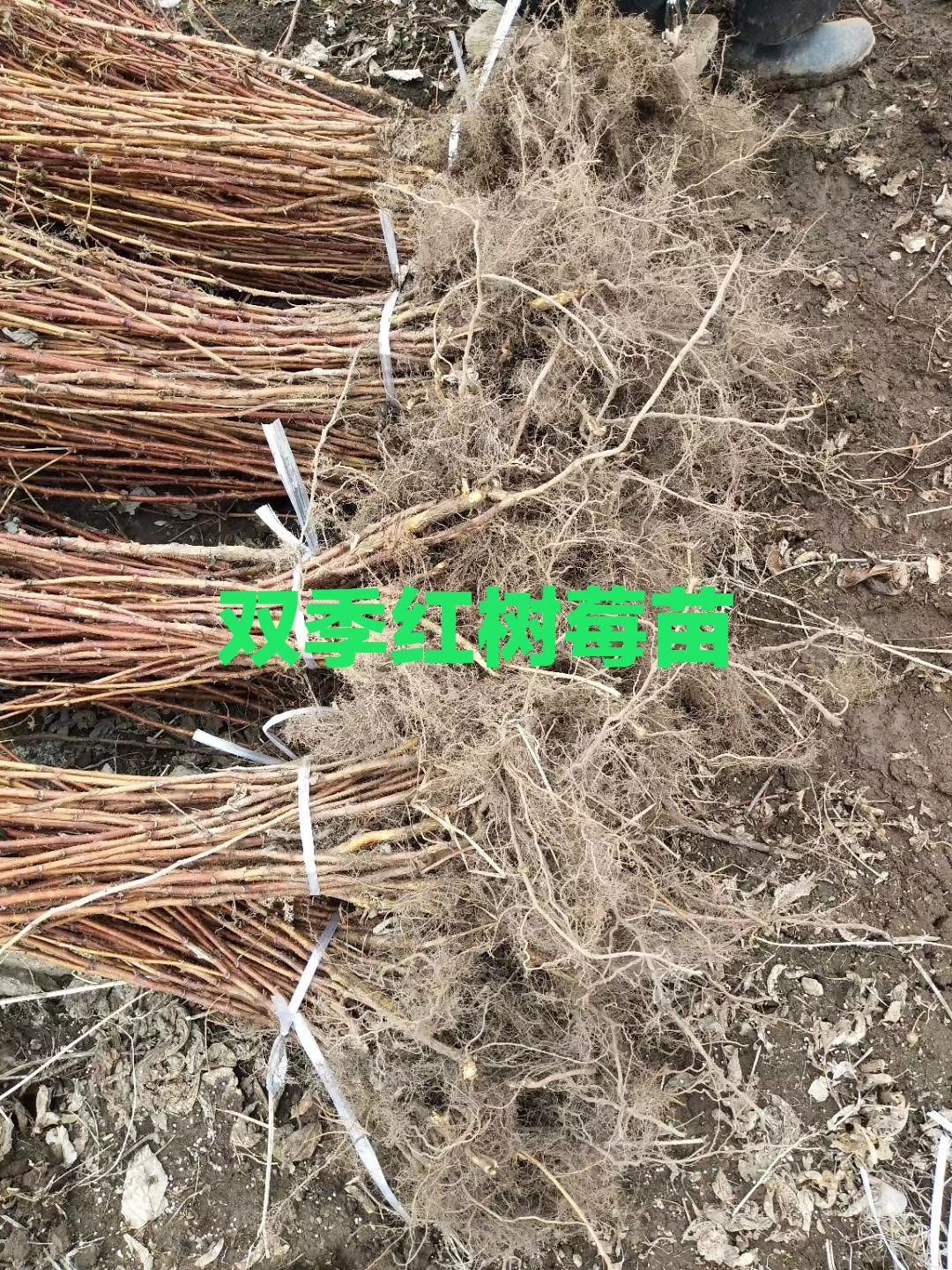 哈瑞太兹苗  黑龙江双季树莓苗，产地直供，支持线上保障交易。