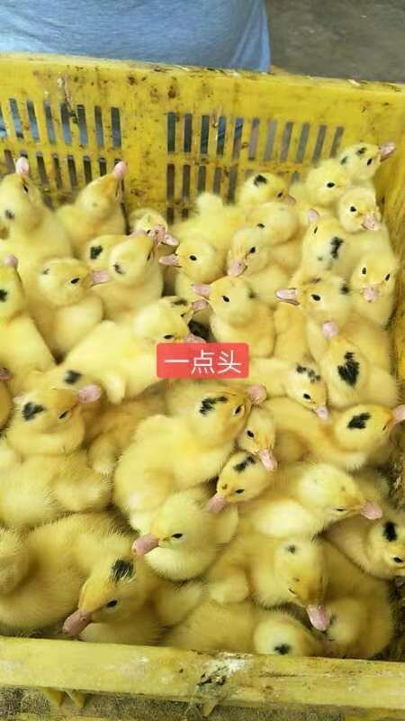 南宁一点头鸭苗