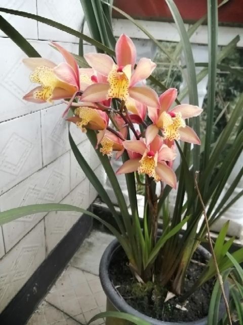 长宁县 出售精品兰花