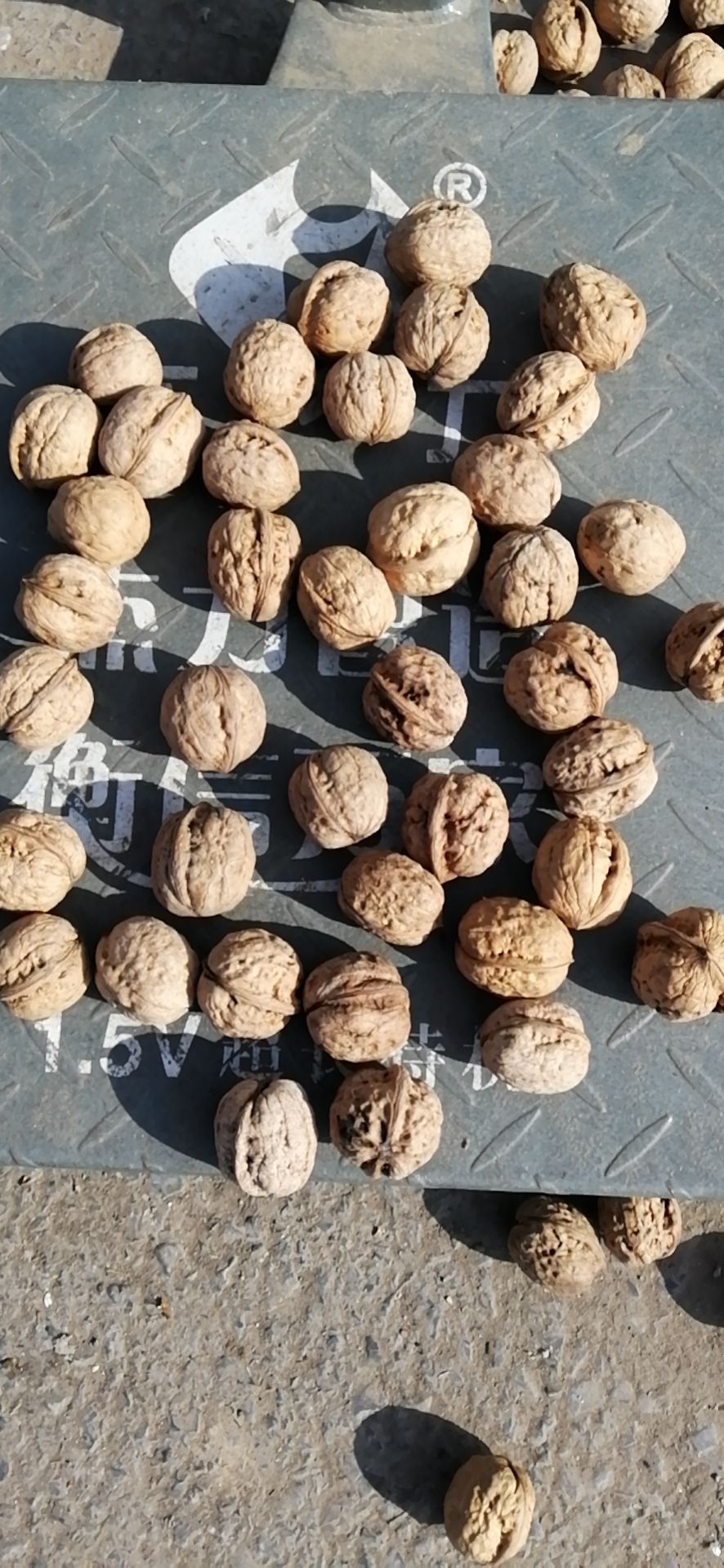 新疆新2薄皮核桃 26~30mm 去皮 散装