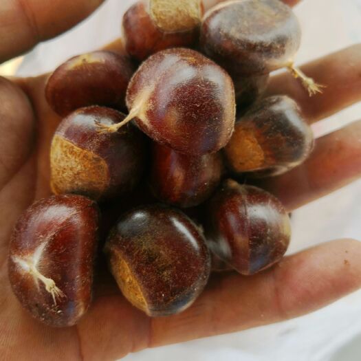 迁西县迁西板栗，生板栗，糖炒栗子，鲜板栗