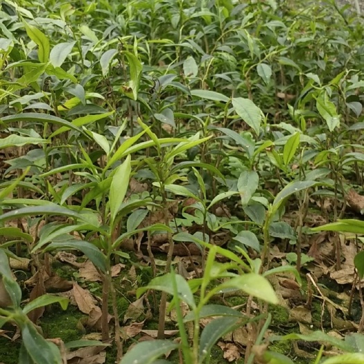 灵山县沉香苗 沉香小苗