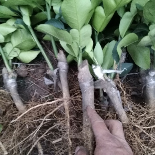 简阳市蜜香橙树苗 红心柚苗，苗好，100棵包邮费