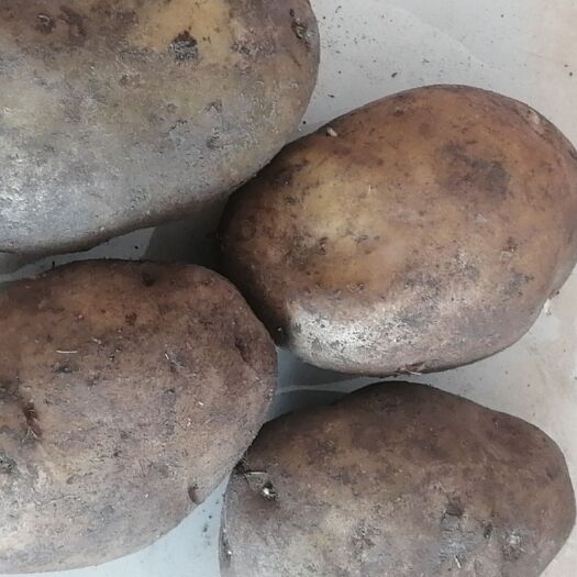 绥化荷兰806土豆种子 出售马铃薯种子