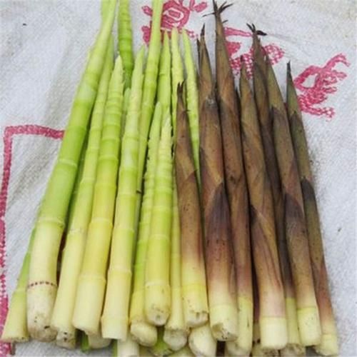 桂阳县 山上现采鲜笋带壳竹笋皮薄肉厚鲜嫩可口产地直销货源充足