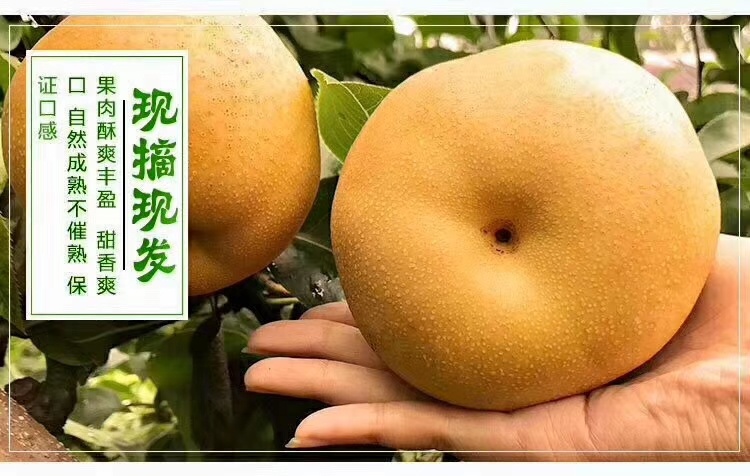 中方县金秋梨来自雪峰山脉区深山区里我年老父母种梨不多了加紧