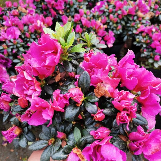 沭阳县 杜鹃花盆栽带花苞发货四级杜鹃映山红盆栽