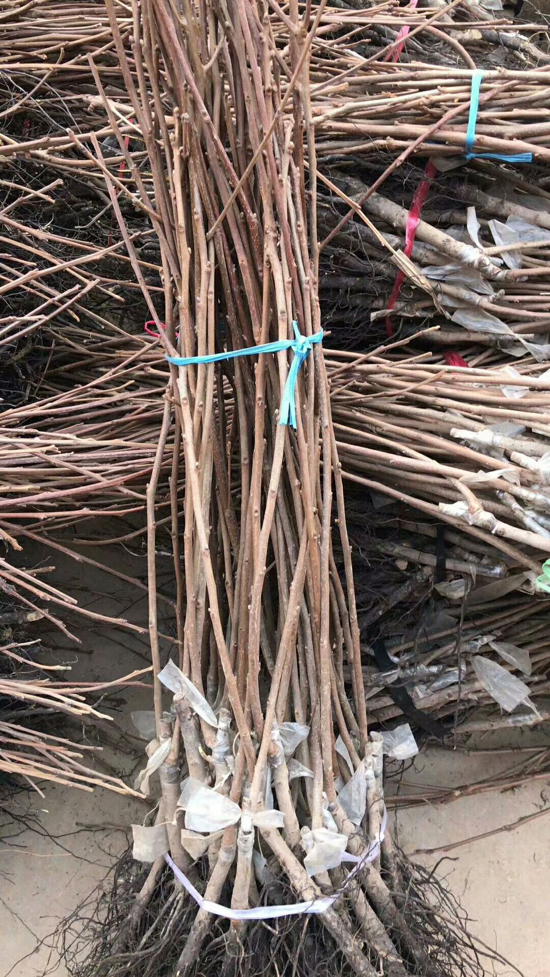 阳丰脆甜柿苗  阳丰甜柿树苗，脆甜柿子苗，品种保证假一赔十