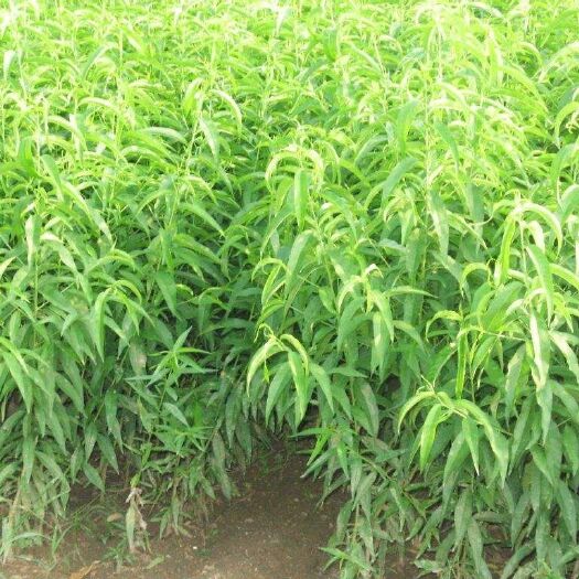 绛县 果木苗木基地