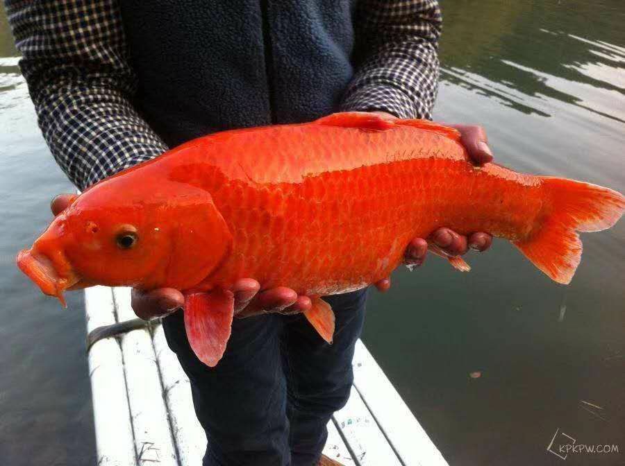 最美大红鲤鱼图片图片
