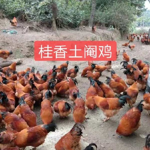 遵义桂香土鸡 灵山土鸡 土鸡苗