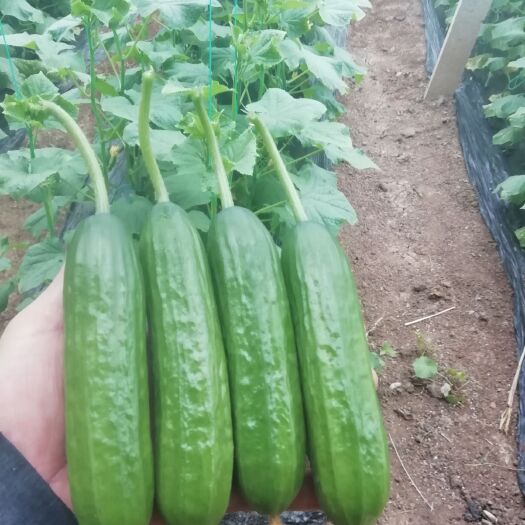 寿光市水果黄瓜 15cm以下