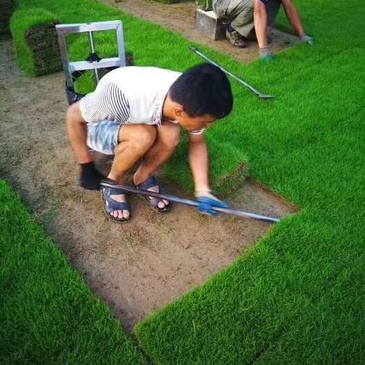 东莞市 马尼拉草皮兰引三号