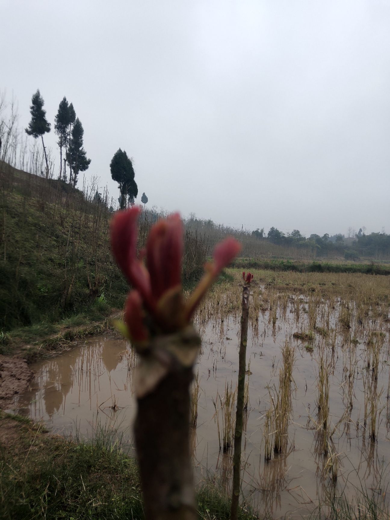 红油香椿芽 神奇的树上蔬菜