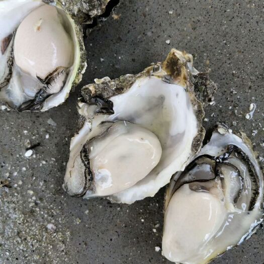 诏安县诏安湾生蚝 自产自销，贡货稳定