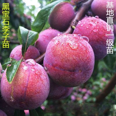 平邑县 黑宝石李子苗  基地直销 优质一级苗 包邮包成活