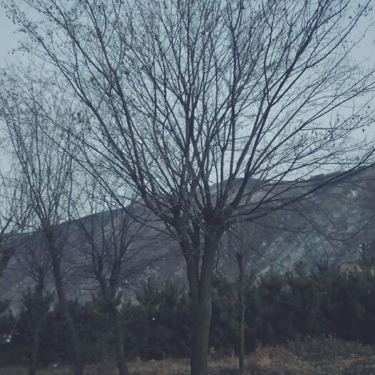 澄城县 长期供应各种规格茶条槭，暴马丁香，海棠
