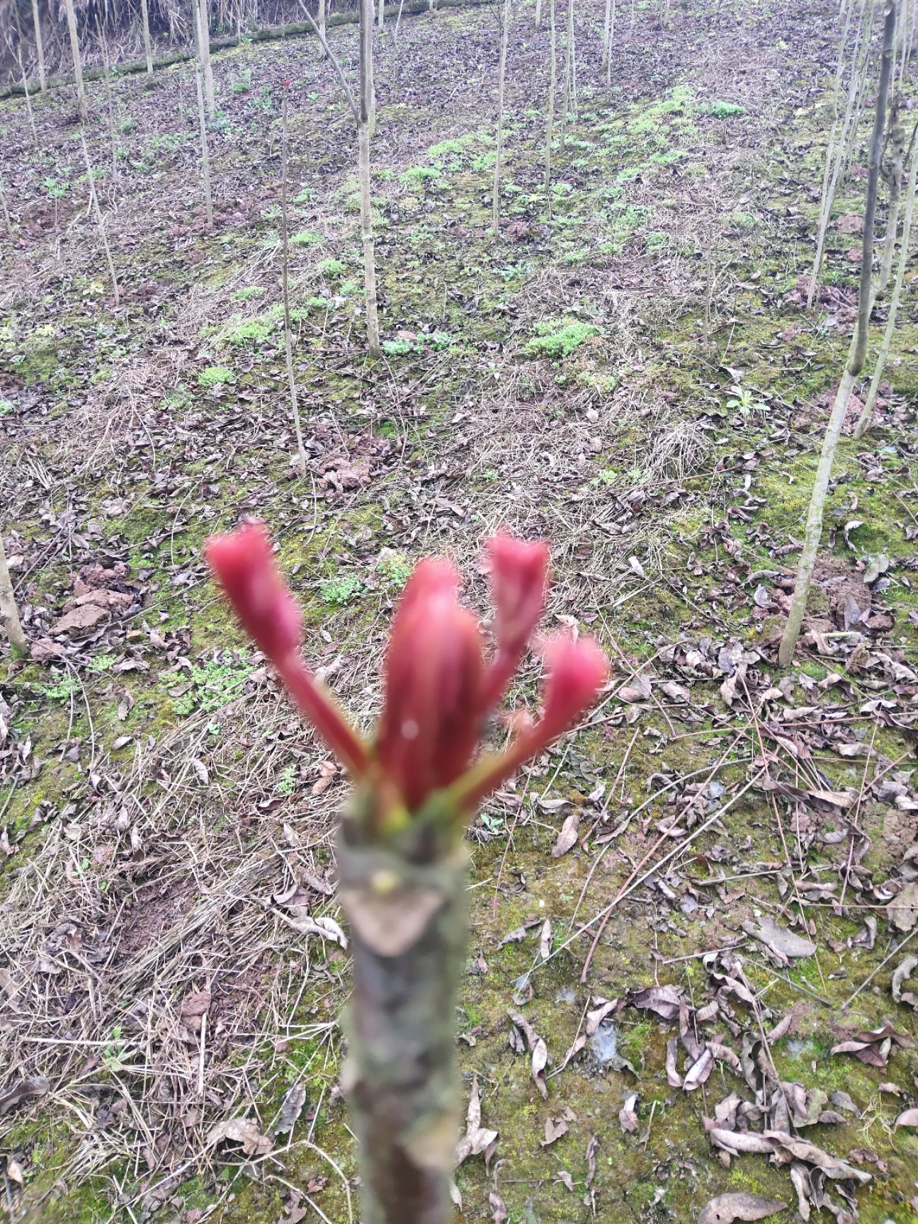 红油香椿芽 神奇的树上蔬菜