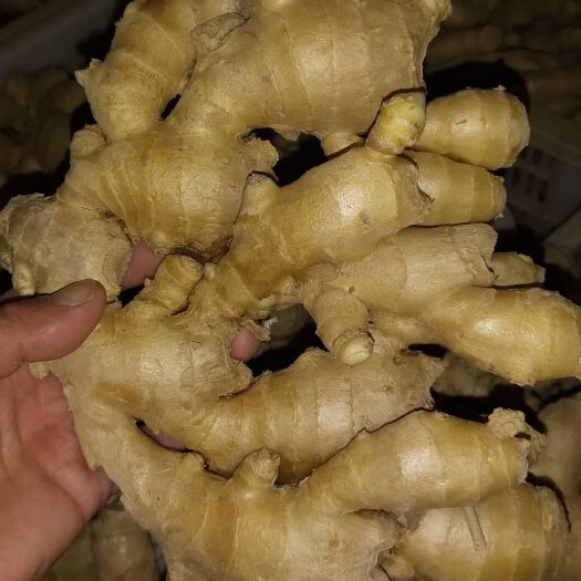 沂南县优质大黄姜，带土，水洗，风干，一手货源。货源充足，欢迎选购。