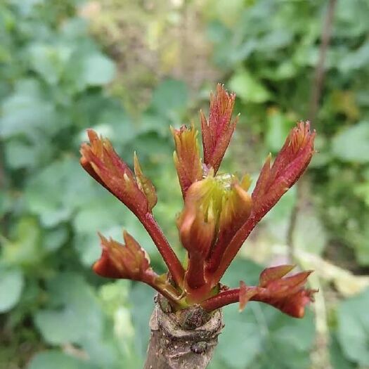 大竹县野芹菜