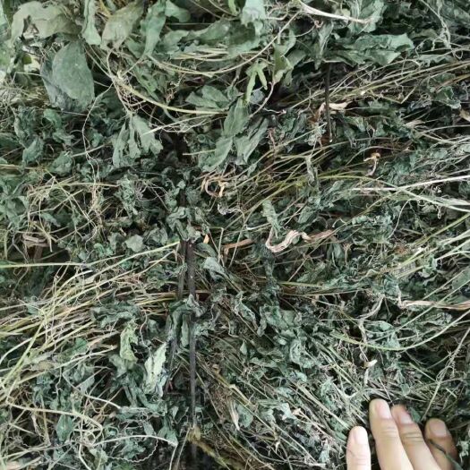 平利县绞股蓝 诚信经营