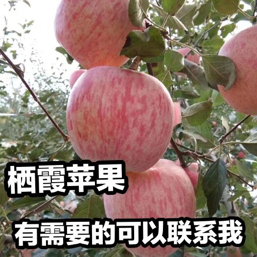 栖霞市 外行人买苹果，看谁价格低
内行人买苹果，看产地看口感
