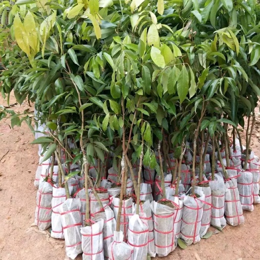 灵山县 荔枝树苗荔枝苗无核荔枝苗妃子笑荔枝苗桂味荔枝苗