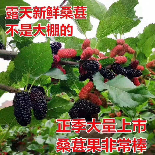 汕头黑珍珠桑葚 桑椹大量上市了需要客户可以联系我