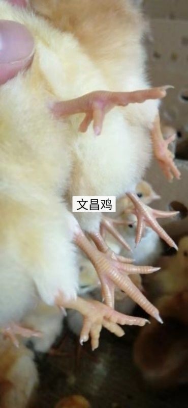 广州文昌鸡苗 母