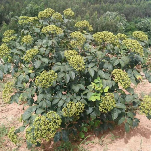 河池吴茱萸苗 批发，要量多的可以协商